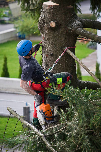Best Tree Preservation Services  in White Sands, NM