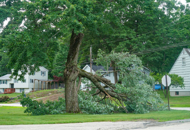  White Sands, NM Tree Removal Pros