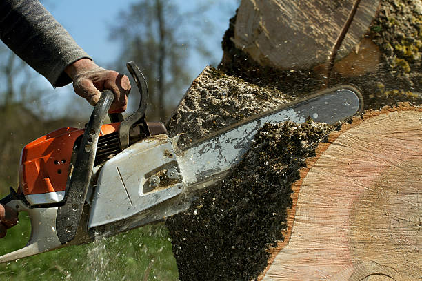 Best Emergency Tree Removal  in White Sands, NM