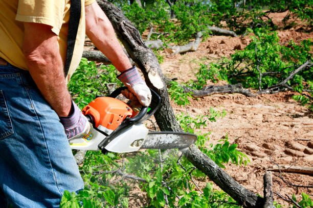 Best Fruit Tree Pruning  in White Sands, NM