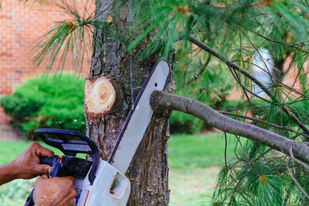Best Root Management and Removal  in White Sands, NM